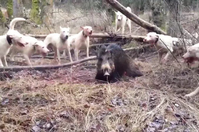 Dels Caçadors o Guarda de cans. Dels Caçadors o Guarda de cans.