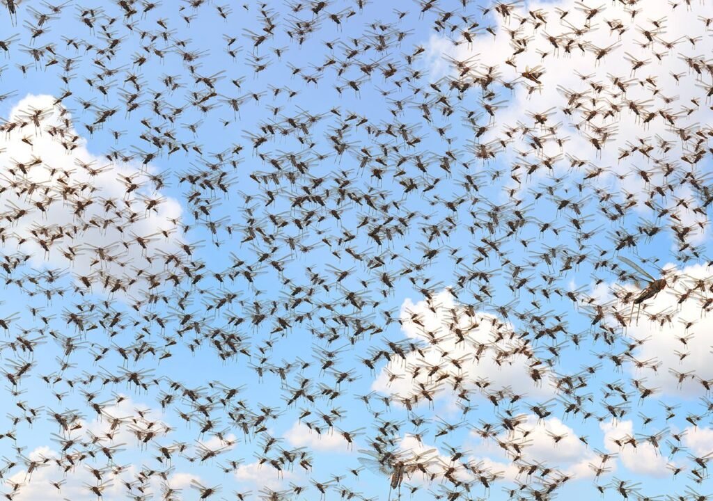 plaga de langosta, llangosto, llangostos