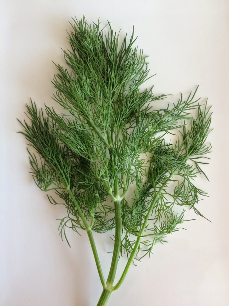 CAT. Anet. ESP. Eneldo. IT. Aneto. (DE. Dill) (chap. Eneldo, eneldos. Vore la montaña aragonesa Aneto.)