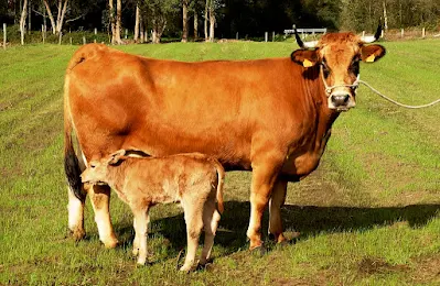 copia, Cordera, vaca