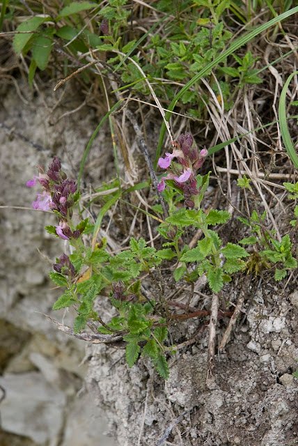 Teucrium chamaedrys; Germandrea, s. f., du lat. chamoedris, germandrée, sorte de plante; Geomancia