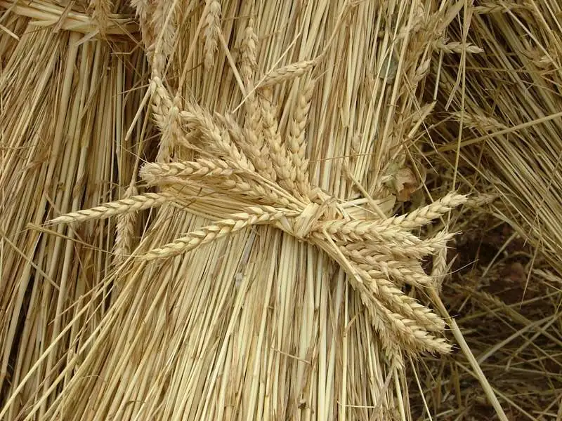 garba, garbes; garbera, garberes; nugo, nugos garba, garbes; garbera, garberes; nugo, nugos