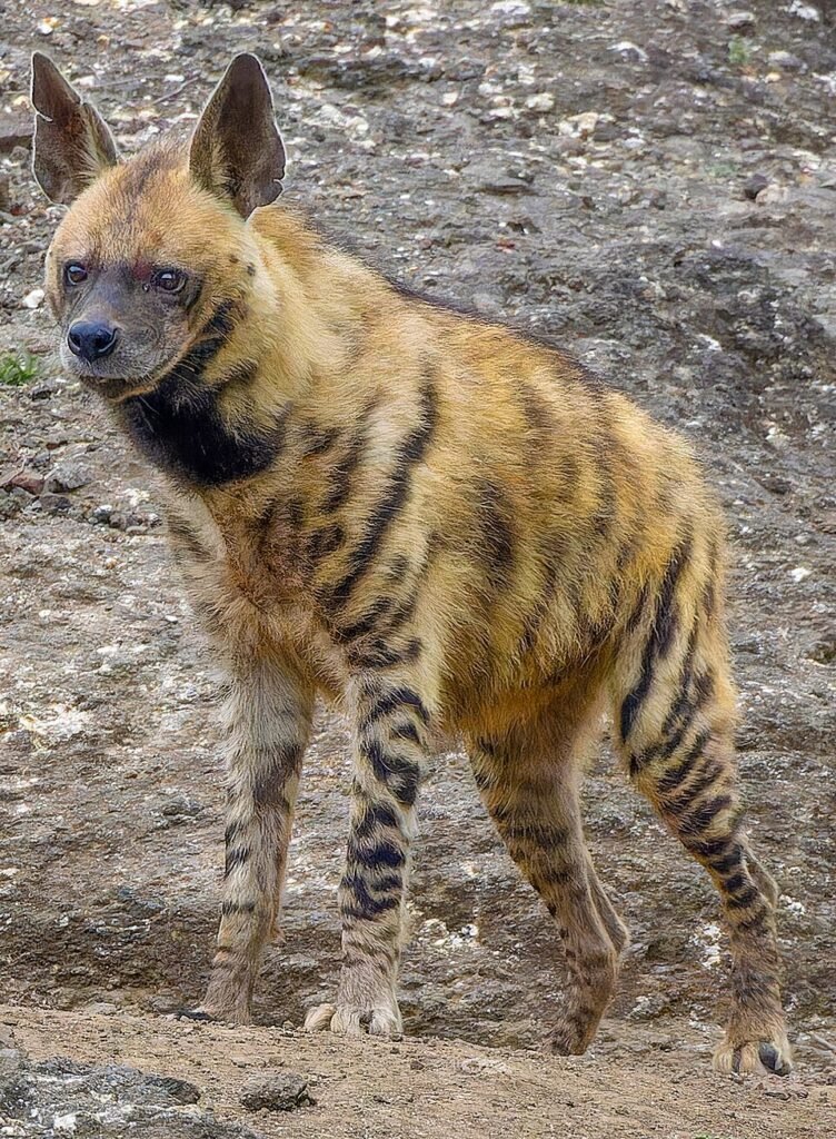 hyena, hiena, hienes, Hieneta, hienetes