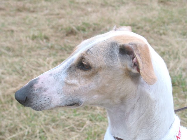 Lebrier, lévrier, lebrel, llebrel, lebre, llebre, llebra, liebre, lepure