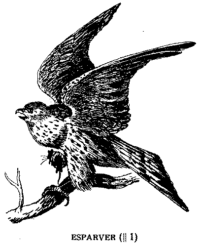 Libre de caça. Libre de animals de casar; esparver, esparvé, esparbé, Sperber