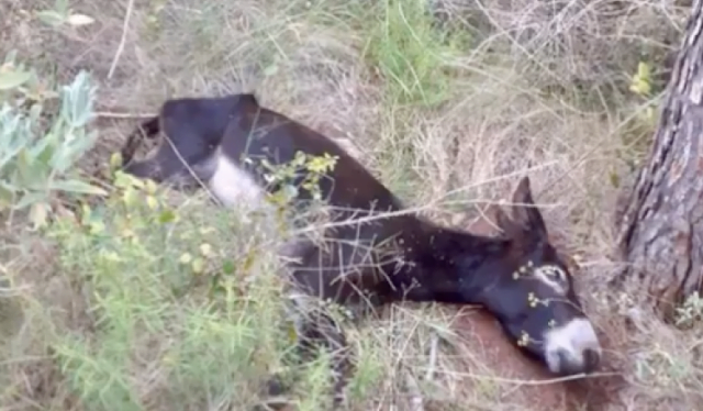 lo burro mort, loguers, besties, logades lo burro mort, loguers, besties, logades